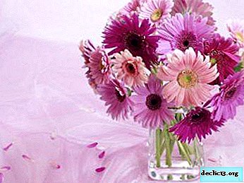 Soins pour les fleurs coupées: comment conserver plus longtemps les gerberas dans un vase?
