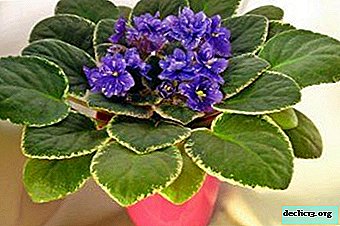 Enraizamento de folhas de flores ou como crescer violeta em um vaso de sementes?