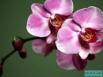 Decorate your apartment with an unusual beauty: pink orchid