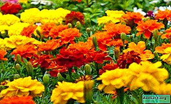 Koristele kukkapenkki! Kaikkea marigolds-lajikkeista nimillä ja valokuvilla
