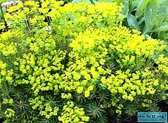Decoração de jardim - cipreste eufórbio. Características de cuidados e foto da flor