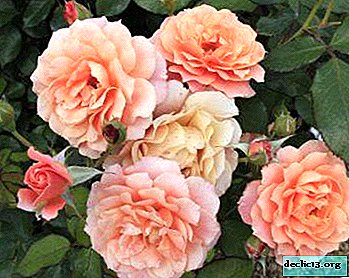 Dekoration av alla trädgårdar - en ros "akvarell" med en ovanlig färg
