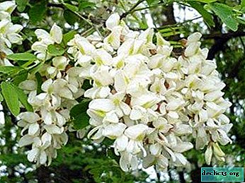 Hiasan taman - Acacia putih: ciri penerangan, penjagaan, gambar