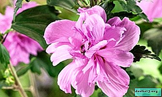 Décoration de jardin - hibiscus ardens. Description botanique, règles de soin et de culture