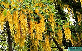 Decoration of gardens and parks - Wisteria yellow. Photos, planting and care features