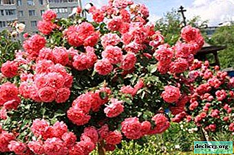 Sodų ir parkų dekoravimas - laipiojimo rožė „Rosarium Uetersen“. Aprašymas, nuotrauka, auginimo niuansai