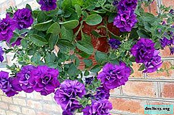 Decoration of country houses and summer cottages - cascading petunia
