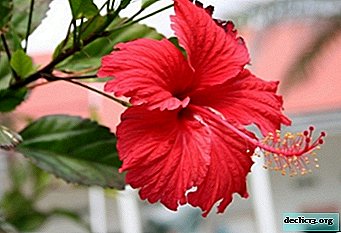 Decoration of the suburban area - garden hibiscus. Planting, Care, and Breeding Recommendations
