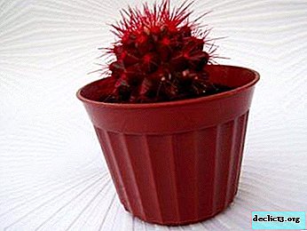 Dekorieren Sie den Innenraum mit einem ungewöhnlichen roten Kaktus