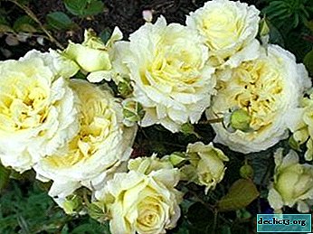 Decorate the garden with a climbing Elf rose and discover the features of growing it. - Garden plants
