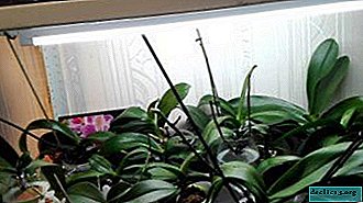 Lições de cuidados: escolha uma lâmpada para orquídeas. Como organizar a iluminação e instalar aparelhos em casa
