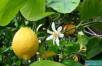 Condiciones para la aparición de flores en un limón. Los matices del cuidado y los problemas del proceso natural.