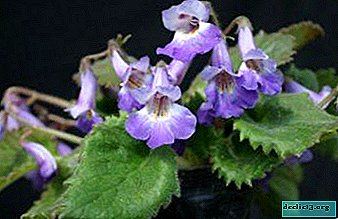 Izsmalcināta un maiga Hirita - ziedu foto, šķirņu apraksts, audzēšanas iezīmes