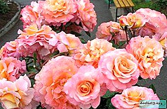Raffinert skjønnhetsrose Augusta Louise: beskrivelse av blomsterens utvalg og foto, trekk ved voksende og andre nyanser