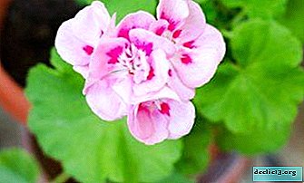 Find out the difference between pelargonium and geranium? What are their types and varieties? - Home plants