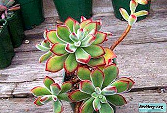 Learn how to get the echeveria shooter released and what to do next when it fades.