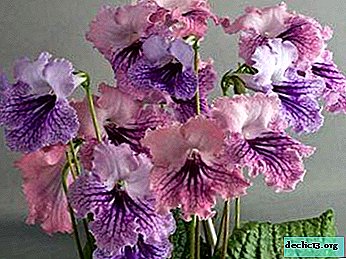 Learn about a streptocarpus home plant: frosty patterns and other varieties of a popular hybrid