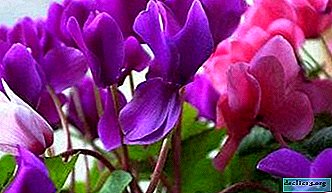 Learn about the medicinal and beneficial properties of cyclamen, the chemical composition, as well as contraindications