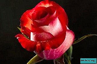 Quelle est la particularité de la rose hybride thé - Iguana: une description détaillée et une description de la variété. Photo de fleur