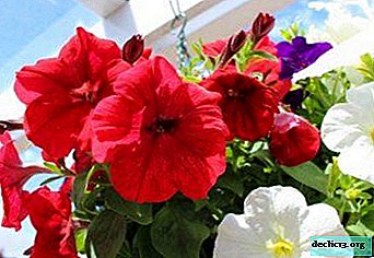 What is the difference between ampelic petunia and cascading? Description of varieties, comparative table and photo