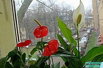 What is the difference between flowers male and female happiness, and can they be put together? Overview of the types of spathiphyllum and anthurium