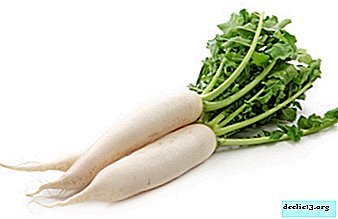 What are the health benefits and benefits of daikon? Useful properties and contraindications of white radish with honey