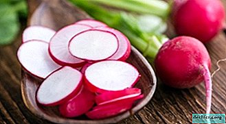 What are the benefits and harms of radishes for a woman’s body? Application in cooking, medicine, cosmetology