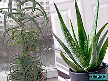 What is the difference between aloe and agave, what are the beneficial properties of plants and how do they look in the photo?