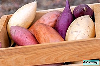 Quelle est la différence entre la patate douce et le topinambour? Les avantages et les inconvénients de ces plantes et leur portée