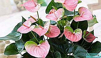 Important information about flowering anthurium. Description and photo of species, plant care