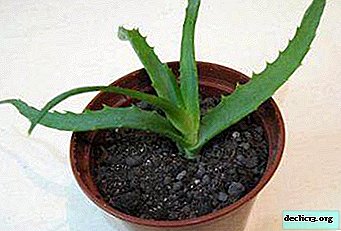 The most important condition for growing a healthy plant: the right soil for aloe
