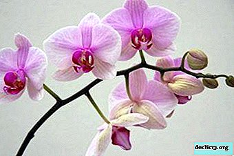Pomembna dejstva o pedunku orhidej in skrbi za rastlino med rastjo puščice