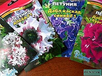 Important facts about petunia seeds. How to choose in the store or get at home?