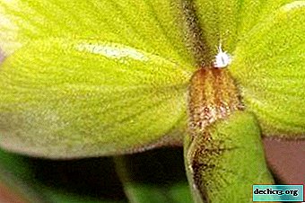 Important points about pests of the Phalaenopsis orchid: treatment and photos of parasites