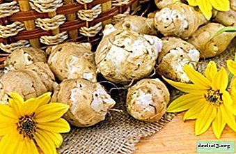The importance of planting Jerusalem artichoke in a timely manner - when is an earthen pear planted to produce a rich harvest? - Vegetable growing