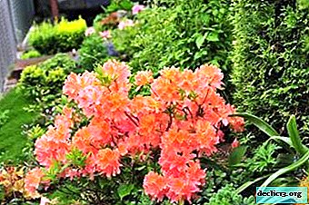 Evergreen rhododendrons: photo, description, planting and care for the most frost-resistant varieties of azaleas - Garden plants