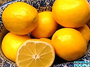 Meyer zimzelena limona: opis, nego rastlin, širjenje, bolezen in škodljivci