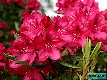 Evergreen Rhododendron Helliki: Informations importantes et intéressantes sur cet arbuste