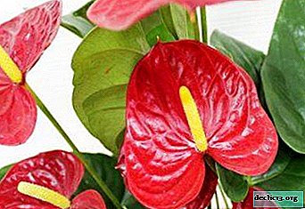 Evergreen plant - Anthurium. Home care, diseases and pests and other helpful recommendations