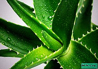 Šimtmečių tradicinės medicinos receptai su agava. Kaip paruošti vaistą namuose?