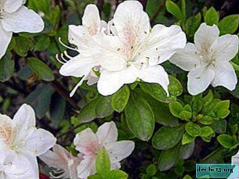 Magnífica azalea blanca: las mejores variedades y sus contenidos en casa