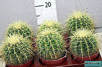 Den storslåede echinocactus af Gruzoni: hvordan man vokser denne saftige?