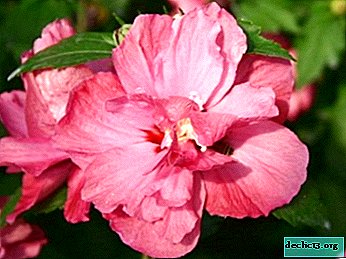 Magnifique hibiscus duc de Brabant - description, photos, caractéristiques de la culture en pleine terre
