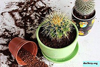 Valitaan kaktusille oikea lannoite: vitamiinien koostumus ja käyttöohjeet