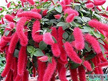 Types of Akalifa and its differences from the meadow foxtail. Houseplant Care Guidelines