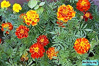 Types and varieties of marigolds perennial and annual. Landing and care. Plant photo