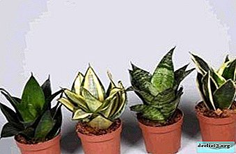 Types and varieties of sansevieria. Description, photo, care recommendations