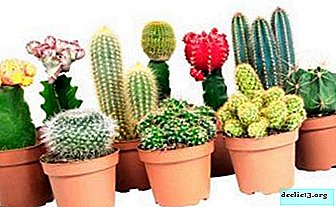 Tipuri de cactusi, beneficiile si prejudiciul cresterii intr-un apartament. Este posibil și de ce să le ții acasă?