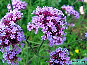 Types of verbena: Buenos Aires, Bonar, Spear, Canadian and others. Their description and photo