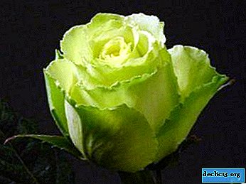 Fiction or reality - roses with green buds? History, description of varieties and placement rules